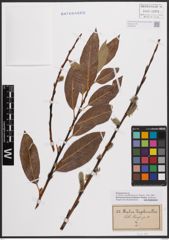 Foto von Salix daphnoides Vill.